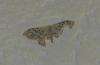 Idaea sp.